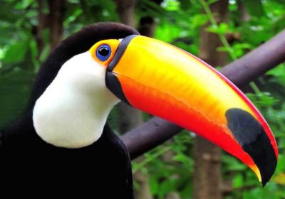 Tocu-toucan-feature-image-1276×718-1