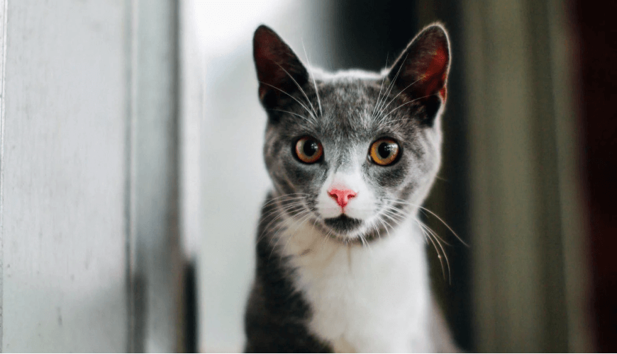 Gato Nikolas Chartreux