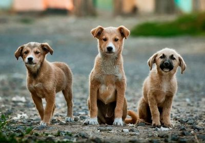 national-mutt-day-embracing-the-beauty-of-mixed-breed-dogs-430978_1024x